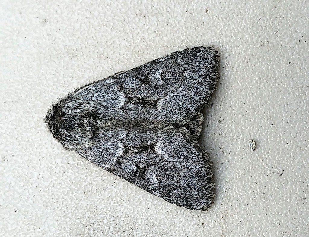 Lasionycta fergusoni