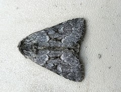 Lasionycta fergusoni