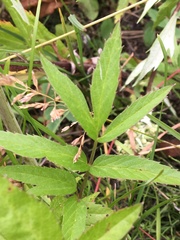 Cicuta douglasii