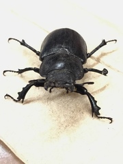 Lucanus mazama