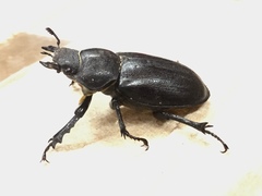Lucanus mazama