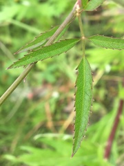 Cicuta douglasii