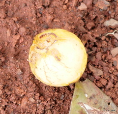 Psidium galapageium