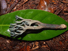 Phaeoclavulina cyanocephala