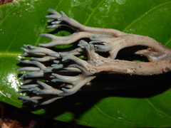Phaeoclavulina cyanocephala
