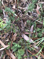 Acrotriche serrulata