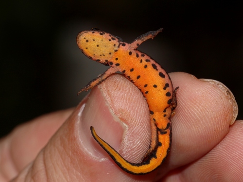 Portuguese Smooth Newt, Loulé, Portugal, photo 6 of 10