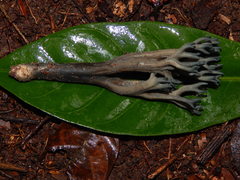 Phaeoclavulina cyanocephala