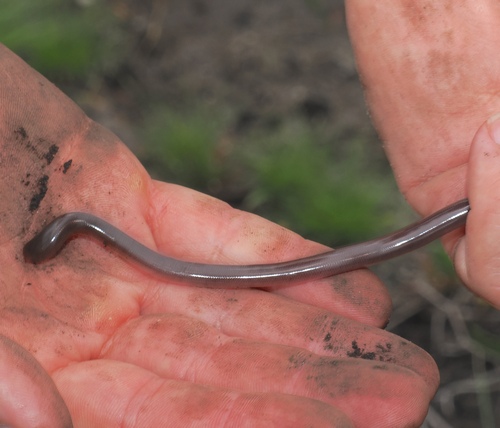 Bibron's Blind Snake