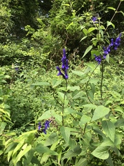 Salvia guaranitica