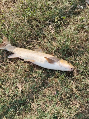 Hill trout (Schizothorax plagiostomus) — Cyprinidae — 4