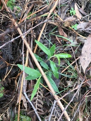 Billardiera scandens