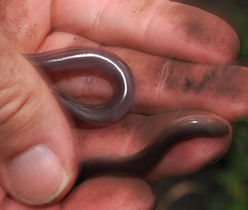 Bibron's Blind Snake