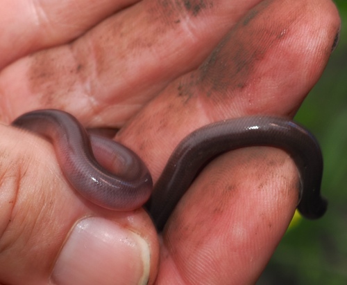 Bibron's Blind Snake
