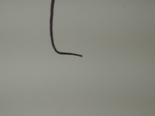 Image of Dicranodontium uncinatum by no rights reserved