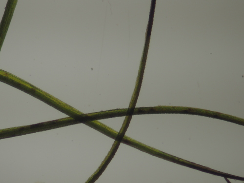 Image of Curve-Leaved Bow-Moss (Dicranodontium uncinatum) by no rights reserved