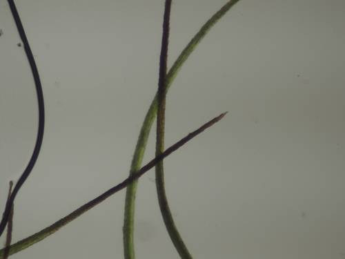 Image of Curve-Leaved Bow-Moss (Dicranodontium uncinatum) by no rights reserved