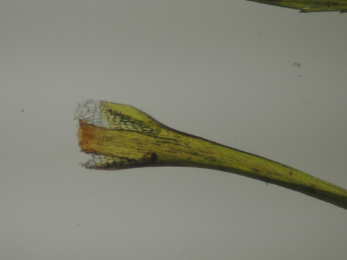 Image of Dicranodontium uncinatum by no rights reserved