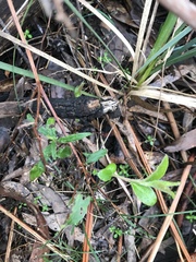 Billardiera scandens