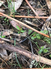 Comesperma volubile
