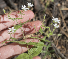 Pseudostellaria jamesiana