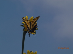 Papilio multicaudata multicaudata