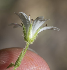 Pseudostellaria jamesiana