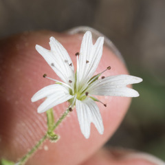 Pseudostellaria jamesiana