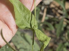 Pseudostellaria jamesiana