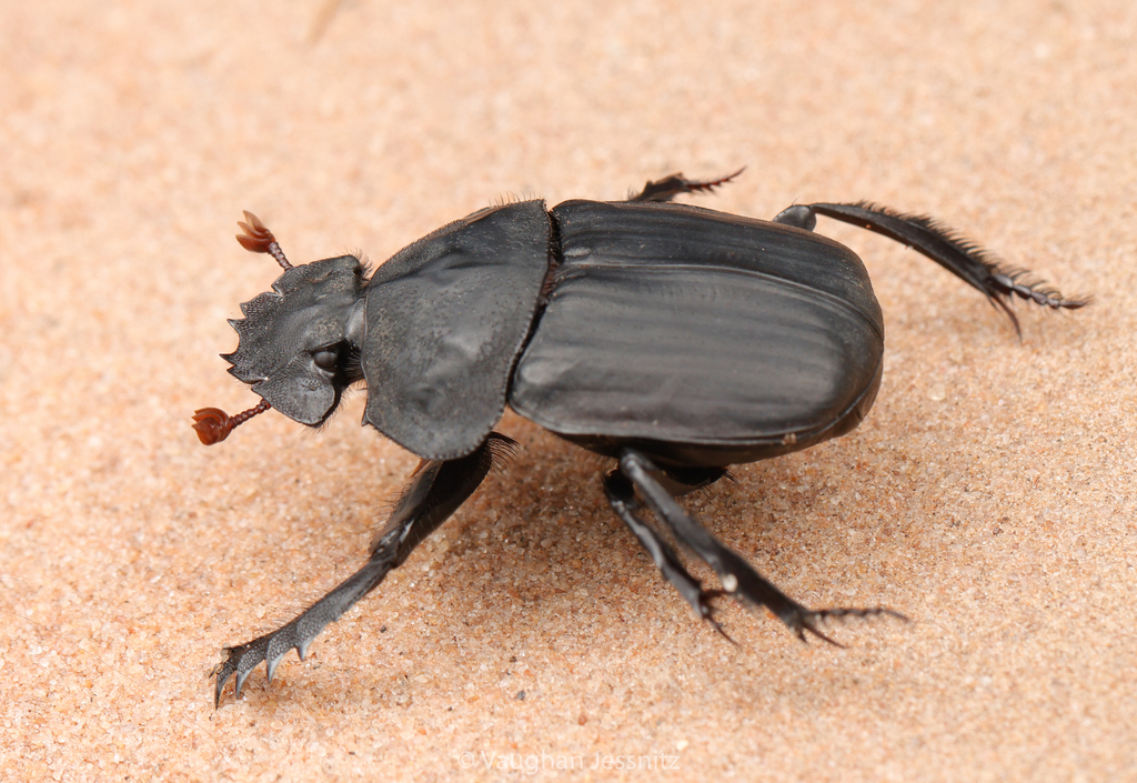 Pachylomera opaca