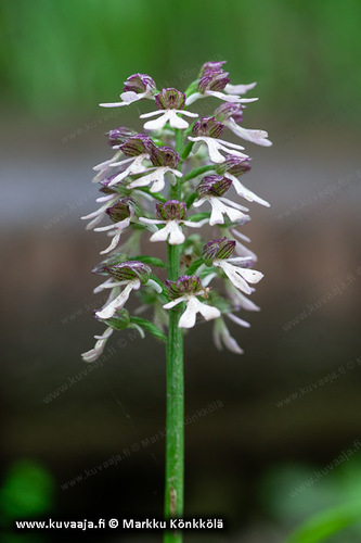 Orchis purpurea caucasica
