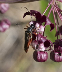Neobellamira delicata