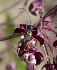 Neobellamira delicata