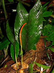 Chamaedorea pumila