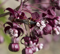 Neobellamira delicata