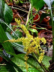 Chamaedorea pumila
