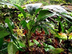 Chamaedorea pumila