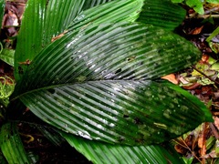 Chamaedorea pumila
