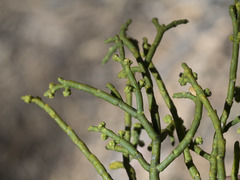 Phoradendron juniperinum