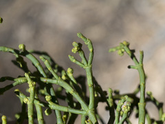 Phoradendron juniperinum