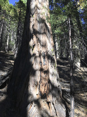 Phoradendron juniperinum