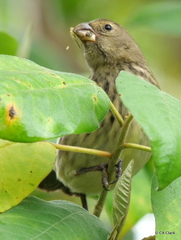 Platyspiza crassirostris
