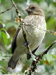 Platyspiza crassirostris
