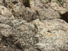 Sceloporus jarrovii