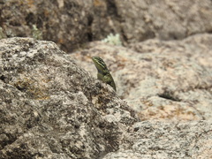 Sceloporus jarrovii