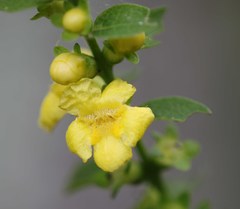 Dasistoma macrophylla