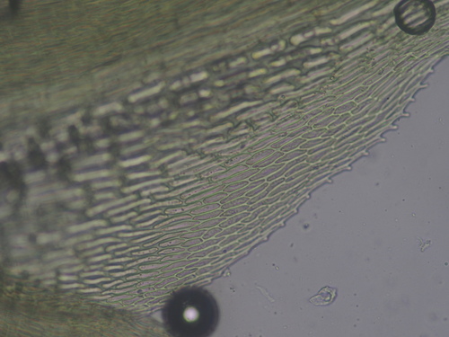Image of Dicranodontium uncinatum by no rights reserved