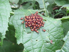 Oncopeltus guttaloides