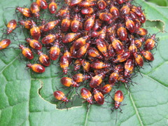 Oncopeltus guttaloides