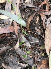 Comesperma volubile